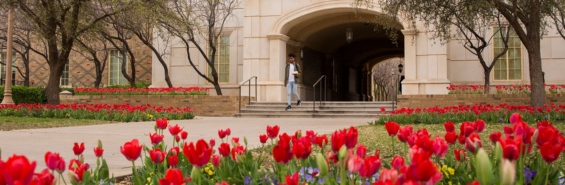 Student walking out of a stone archway building surrounded by bright red tulips and trees.