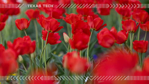 Closeup of a lush, red tulip flower bed with the Texas Tech Wordmark and the From Here, It's Possible tagline.