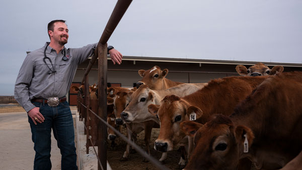 Man with a stethoscope leans on a fence beside a group of cattle at a farm