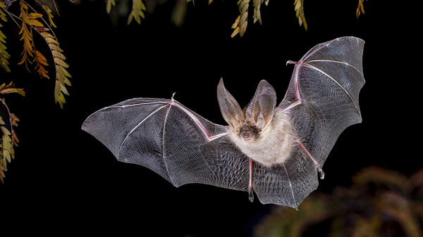 Bat with large ears flies at night with its wings fully extended beneath overhanging tree branches.