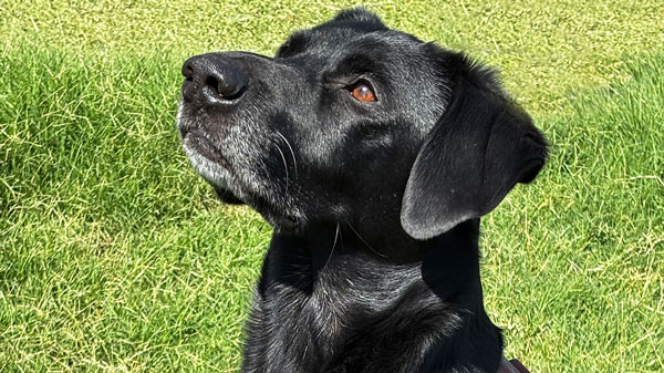 A black Labrador retriever looks upward while sitting outdoors on a grassy lawn.
