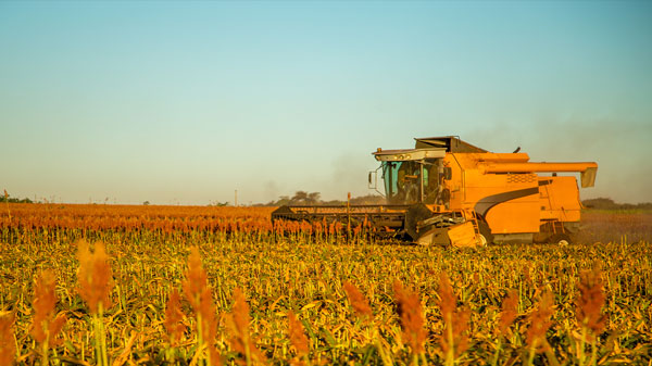 grain sorghum