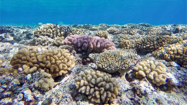 A shallow tropical coral reef features clusters of branching and rounded corals in shades of tan, cream and purple beneath clear blue ocean water