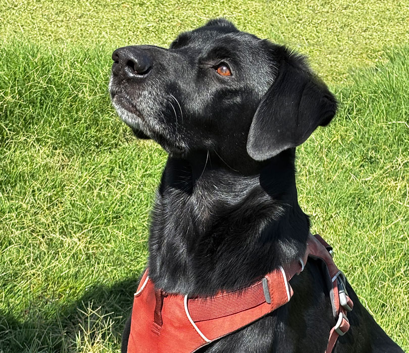 A black Labrador retriever looks upward while sitting outdoors on a grassy lawn