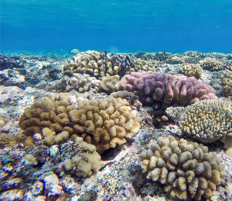 A shallow tropical coral reef features clusters of branching and rounded corals in shades of tan, cream and purple beneath clear blue ocean water.