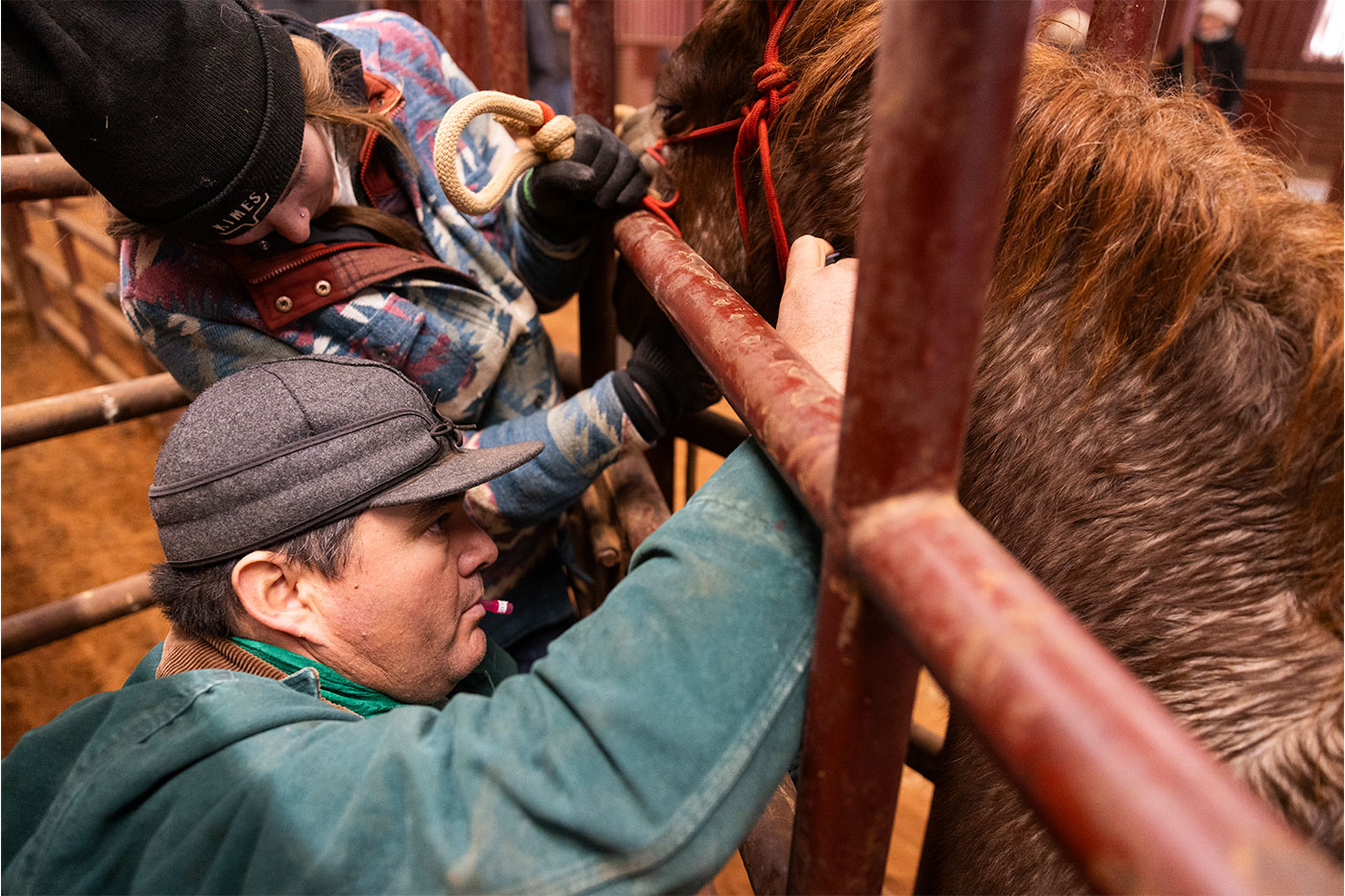 Jovani tending to a horse.