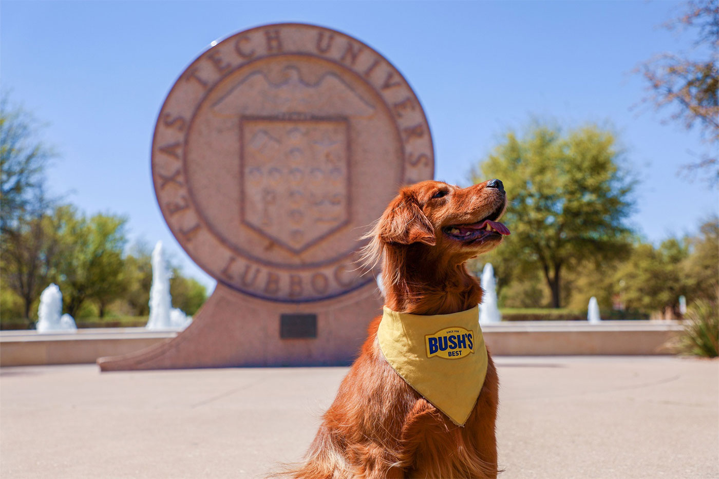 Duke, the mascot for Bush's Beans, at the Texas Tech University seal. 