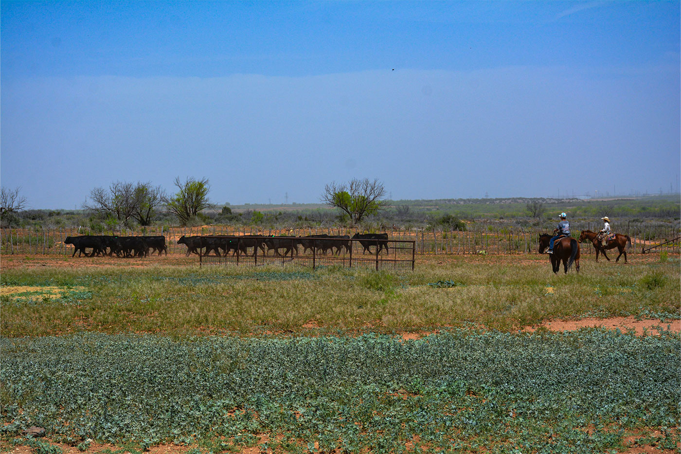 Ranch panorama