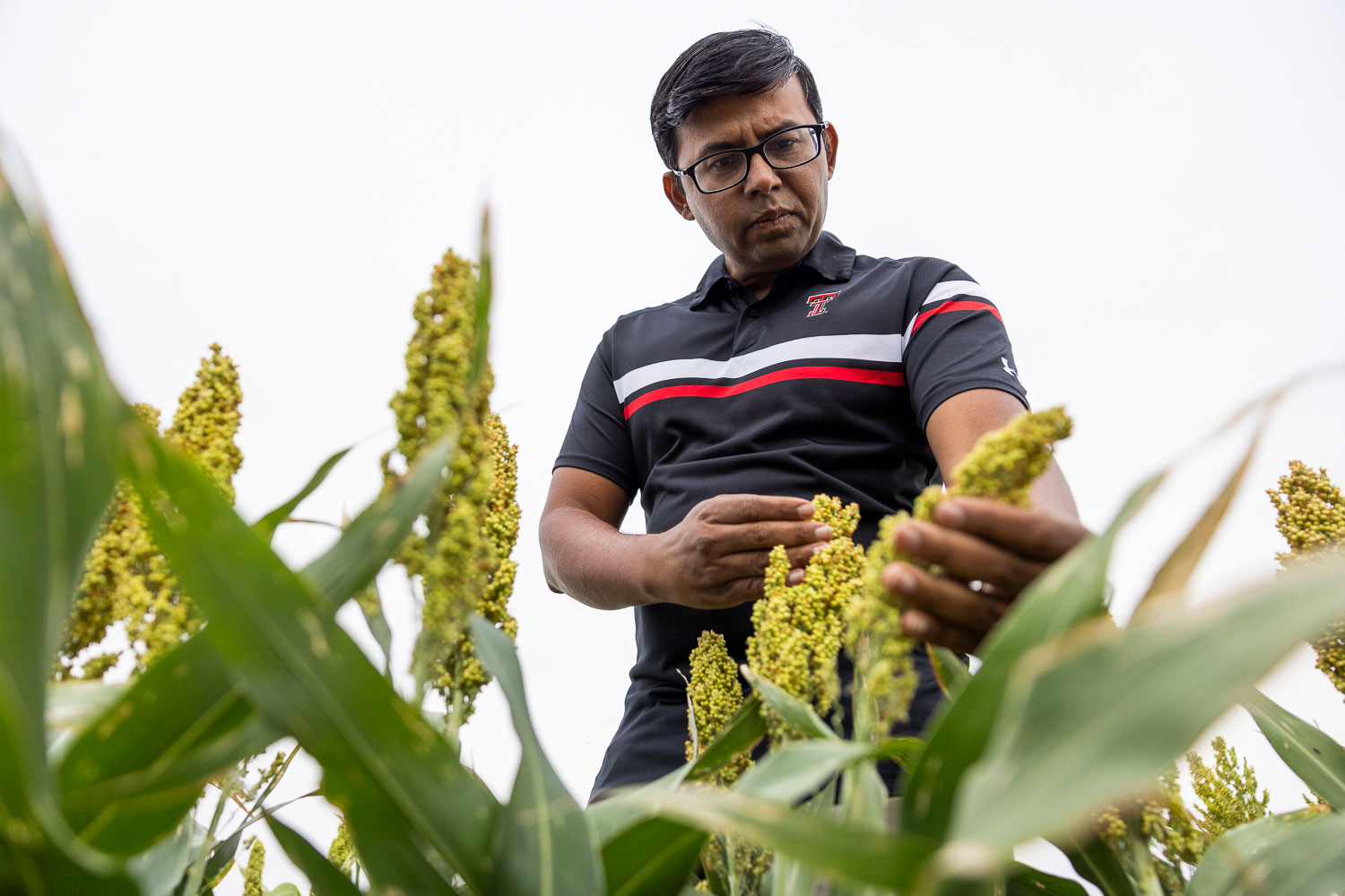 crop research