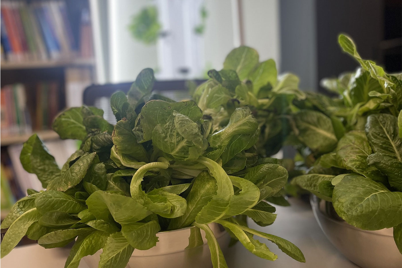 Tower Garden Harvest