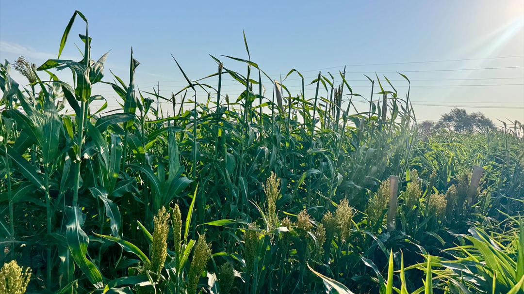 Texas Tech Determined to Accelerate Crop Improvement and Commercialization