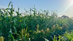 Image thumbnail for &ldquo;Texas Tech Determined to Accelerate Crop Improvement and Commercialization&rdquo; story