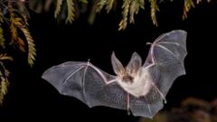 Image thumbnail for &ldquo;Texas Tech Researchers Help Identify True Origin of Bats&rdquo; story