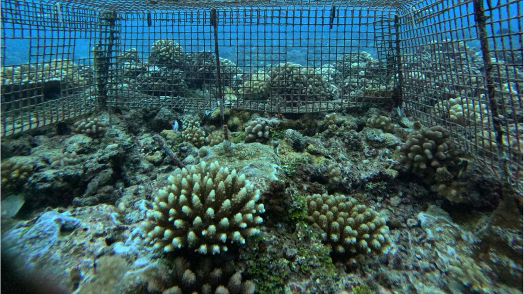 Texas Tech Researcher Probes Resilience of Coral Reefs Texas Tech Researcher Probes Resilience of Coral Reefs