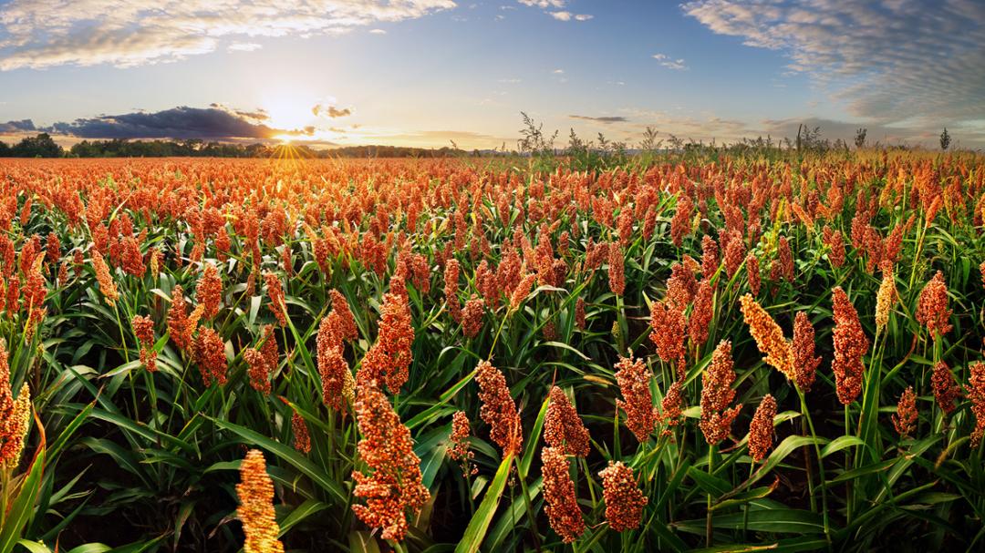 Texas Tech&rsquo;s Research Shines at Global Sorghum Conference