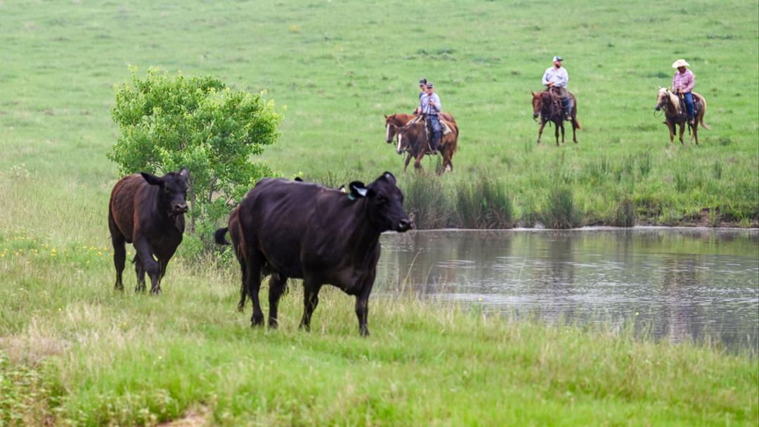 Working in Cattle Business Breeds Confidence for Twin Sisters