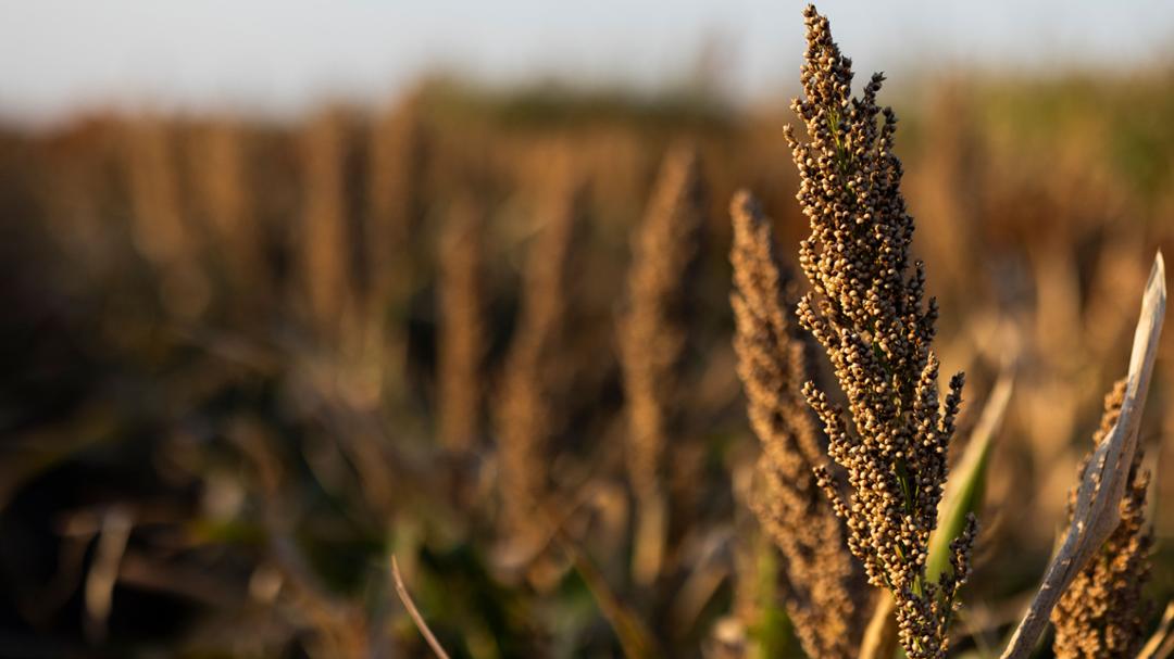 Texas Tech Looks to Position Itself at the Forefront of Sorghum Research