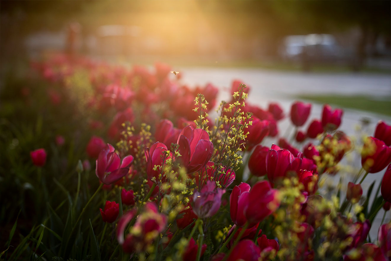 Beyond Okay, Tulip Garden